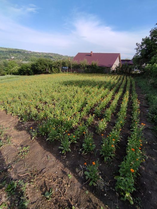 Teren Urlati 2000mp intravilan