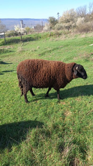 Овце за продаване редовни  и млади