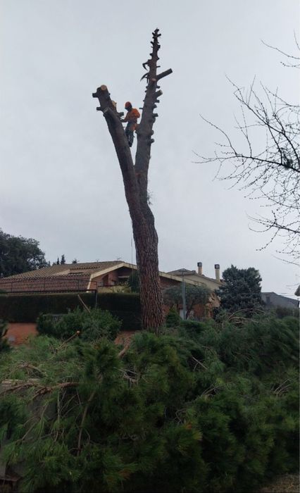 Toaletare copaci , gard viu , defrișare iarbă ..etc