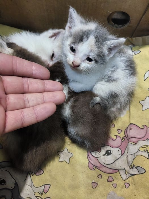 Котята , Мысықтар