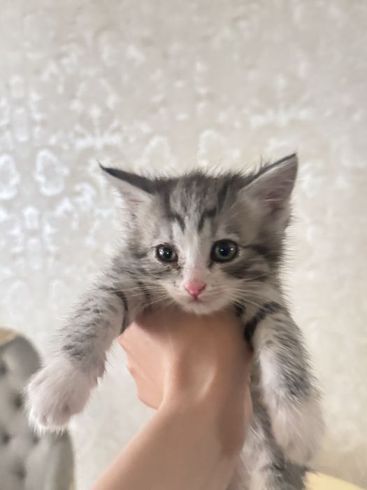 Котята мальчики и девочки