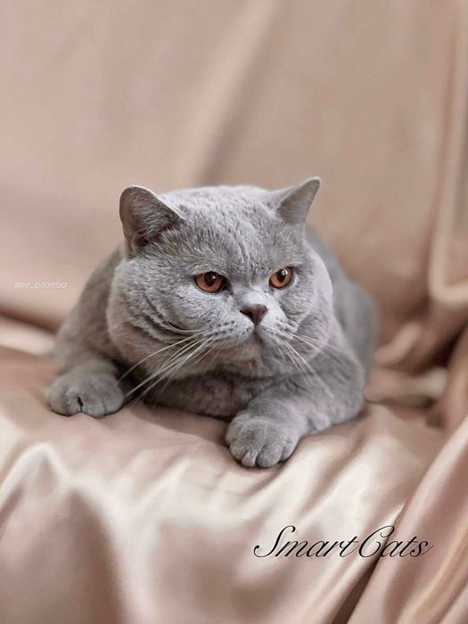 Вязка! British Shorthair