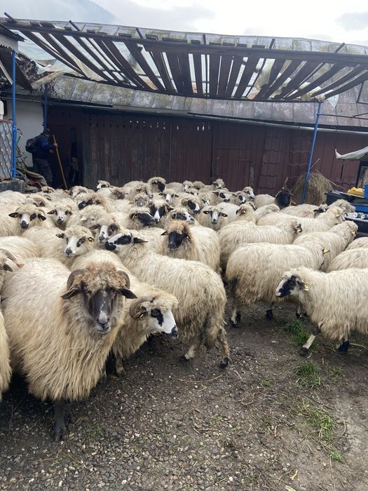 Oi si capre de vanzare