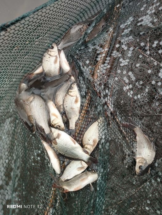 Зарибител шаранчета