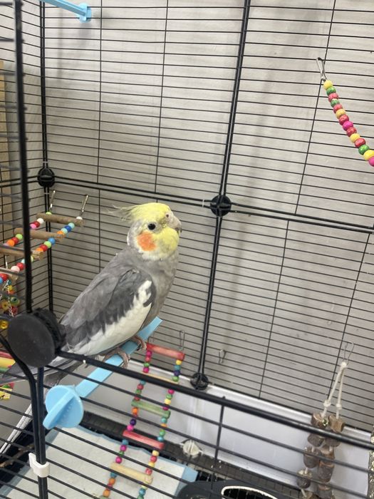 2 кореллы и все необходимое