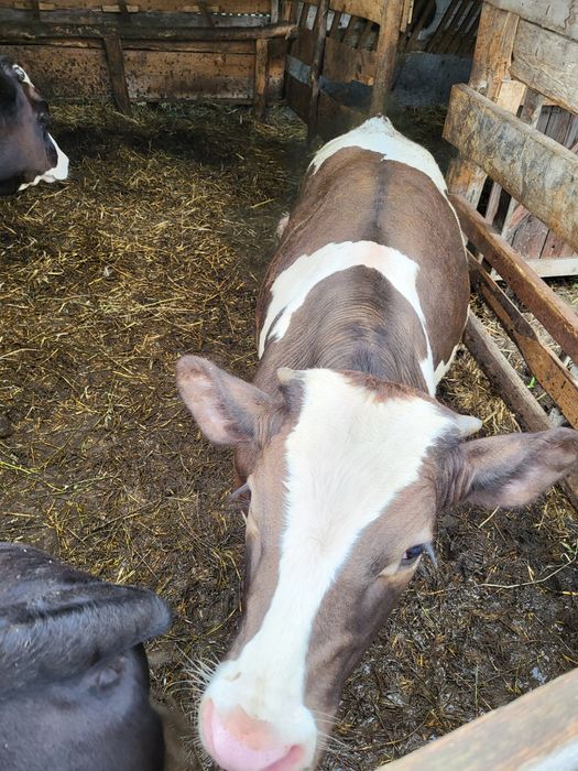 Vand 3 tauras 250kg