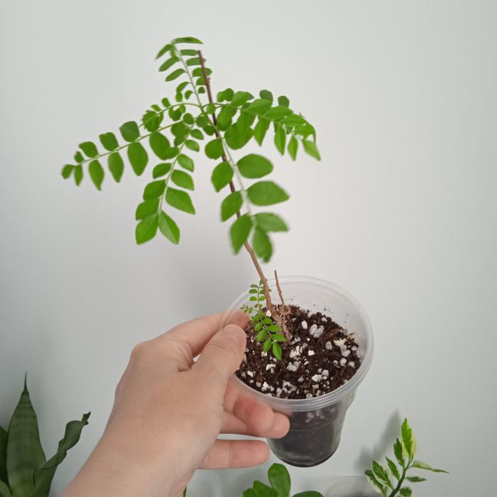 Продам комнатные растения