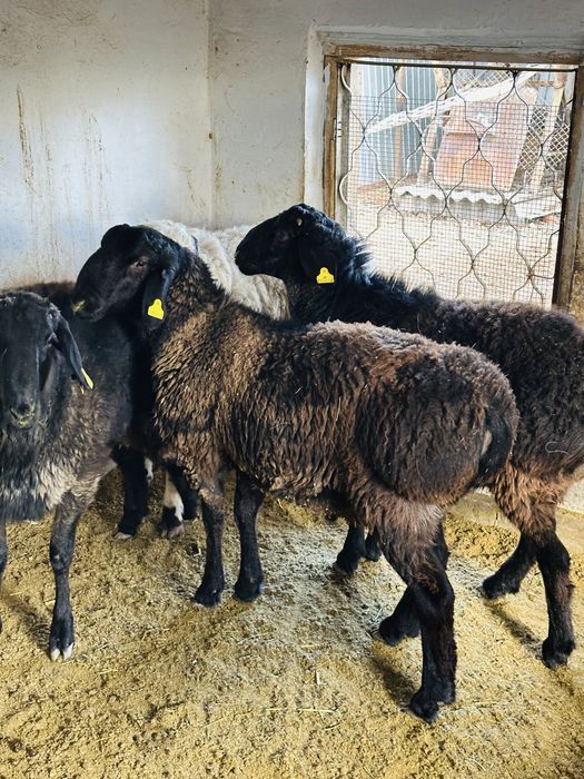 Семіз тоқты қойлар сатылады