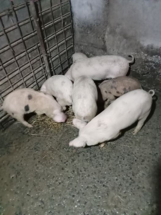 Vind baloți de calitate