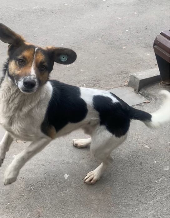 Найдена собака, мальчик