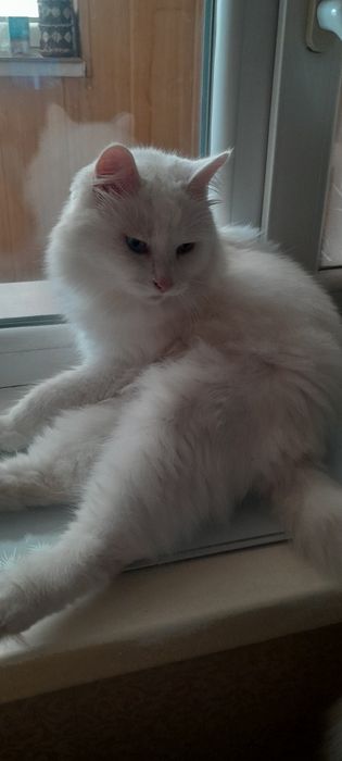 Передержка кошек