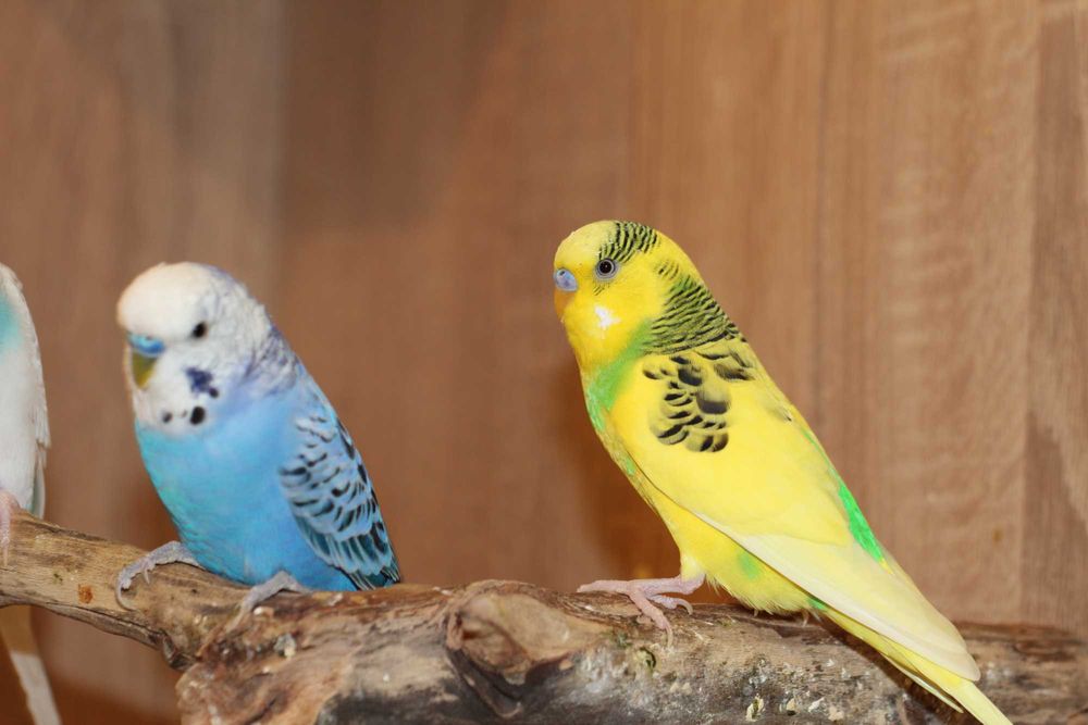 Вълнисти папагали