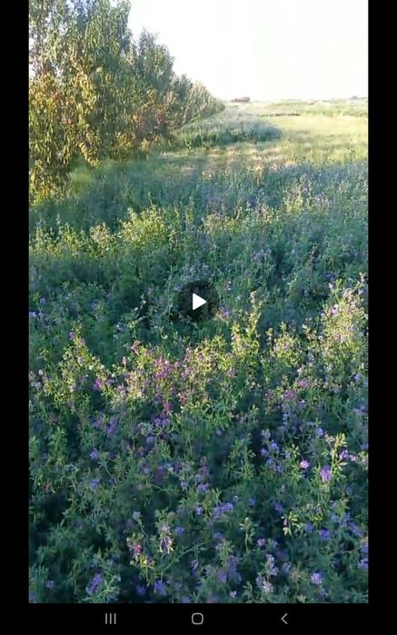 TAyyor bog‘li yer! 60sotix