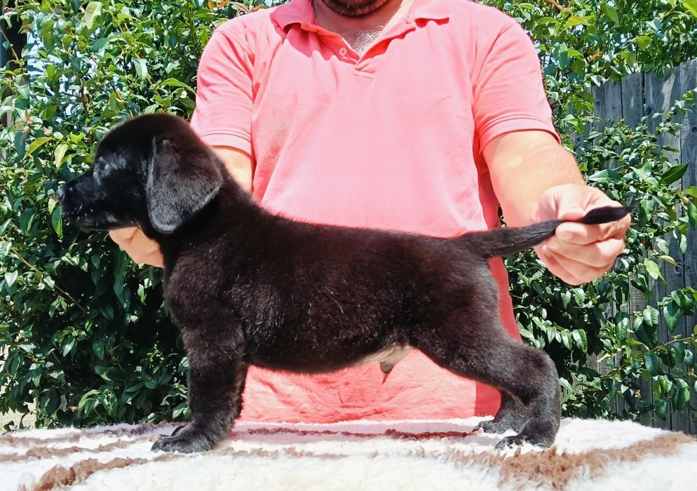 Pui Labrador Retriever cu pedigree Tip A – canisă FCI autorizată