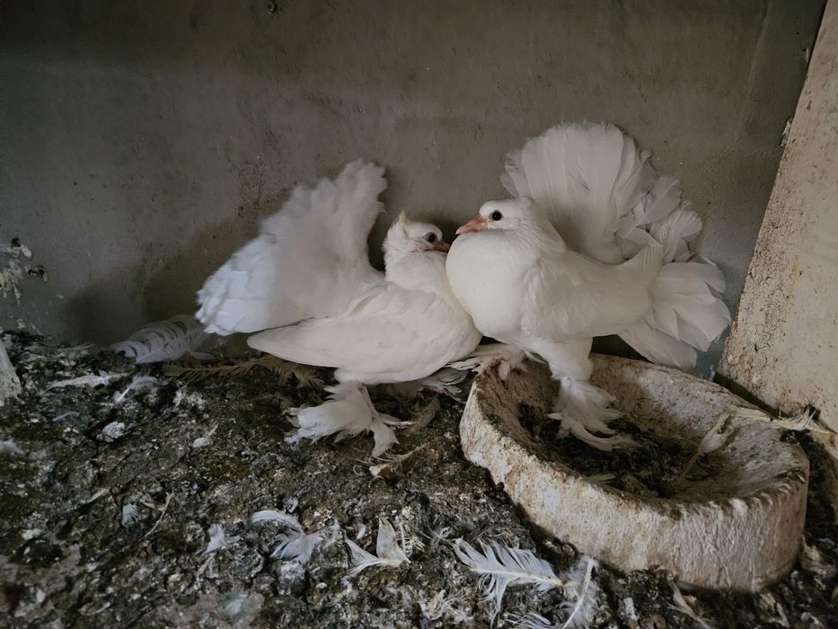 Porumbei indieni si maghiari