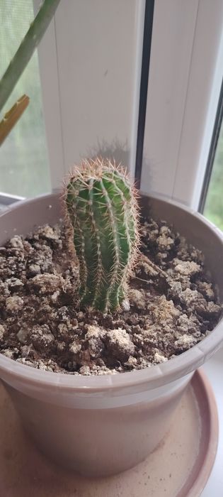 Гүлдер бар распродаж