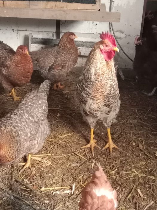 Куры белефендер.Птицы