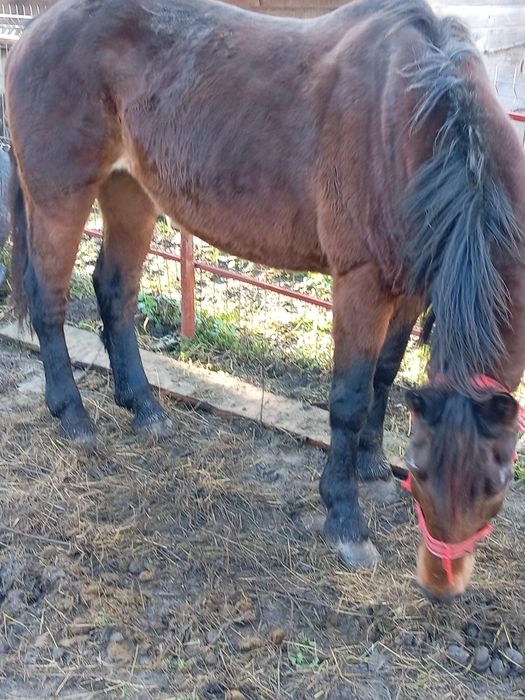 Vând iapa bună la tras