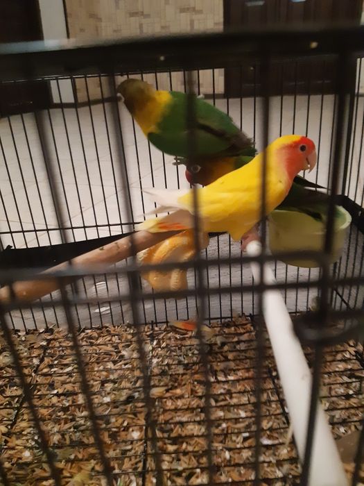 Папугай Неразлучка