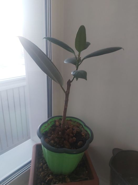 Фикус каучуконосный