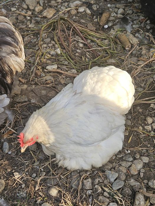 De vanzare sau schimb Cochinchina pitic