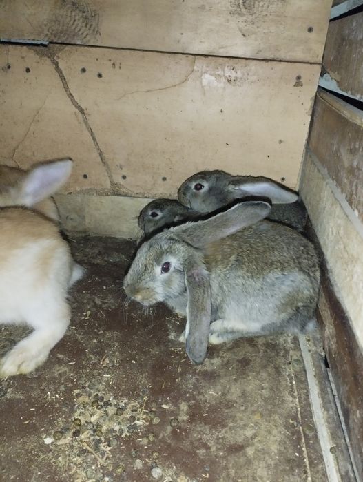 Flandir quyon bolalari 3 oylik