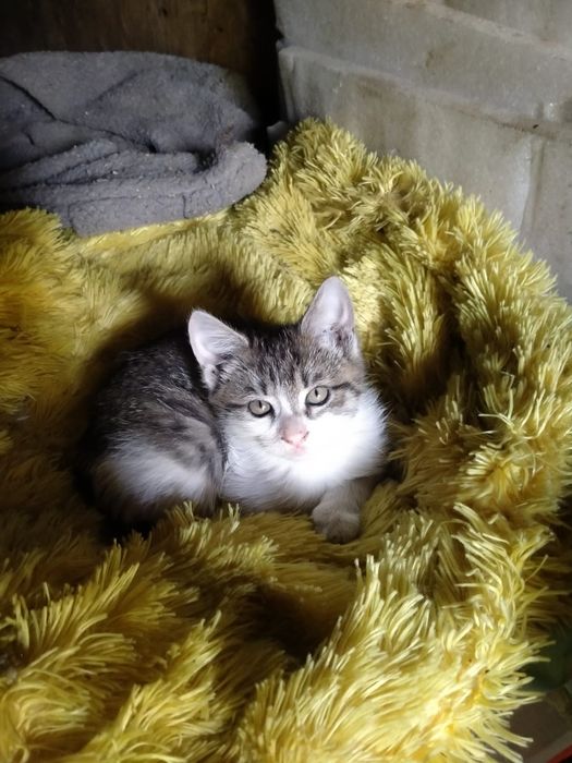 Отдам миленьких котят