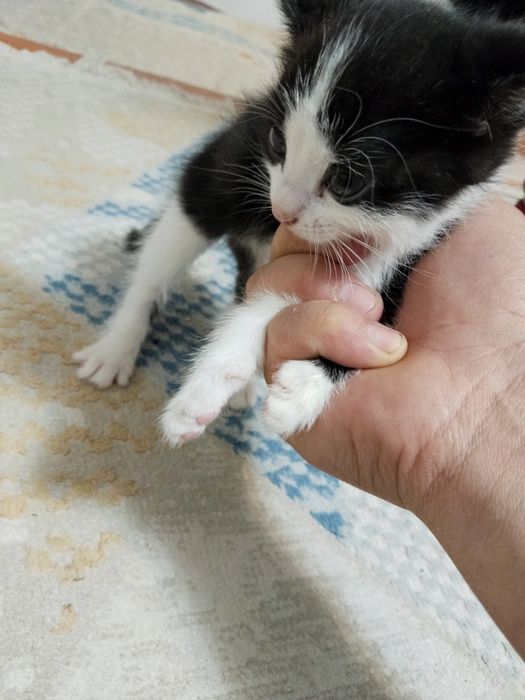 Отдам даром котят