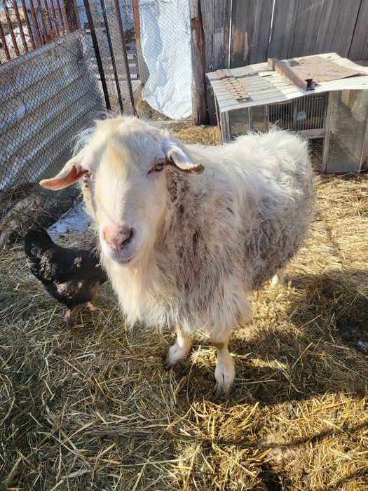 Продам Козла производитель