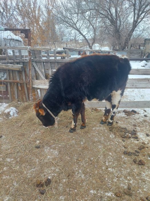 Құнажын Сатылады