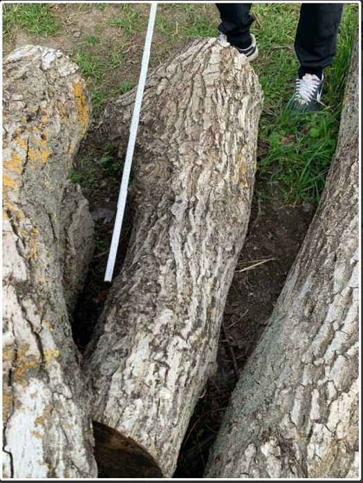 Орехови трупи, дървесина орехов материал