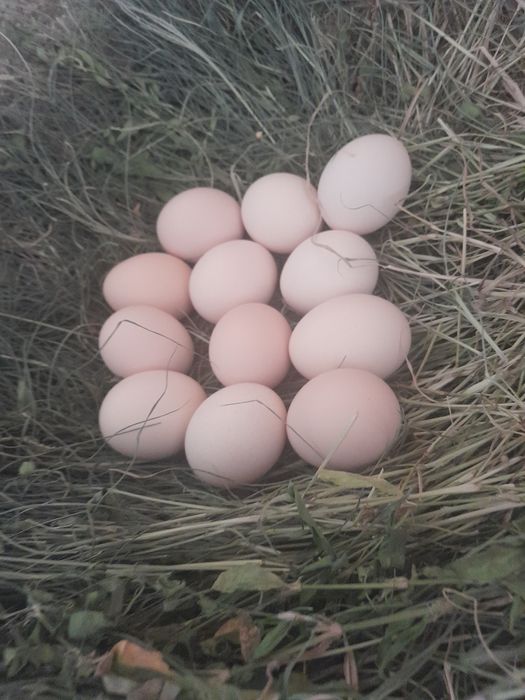 Инкубационные яйца дакан