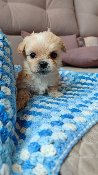 Продам щенка метисы