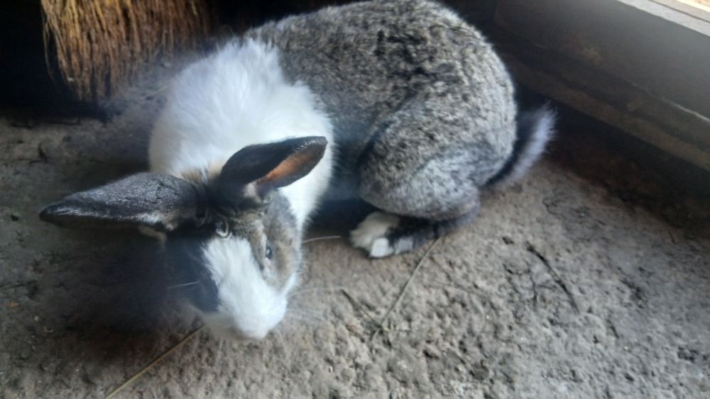 Vând iepuri hycole francez