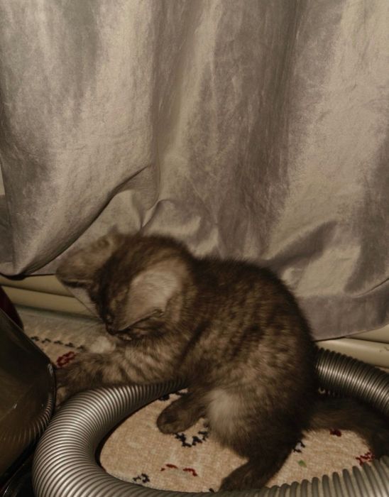 Шотландская котята