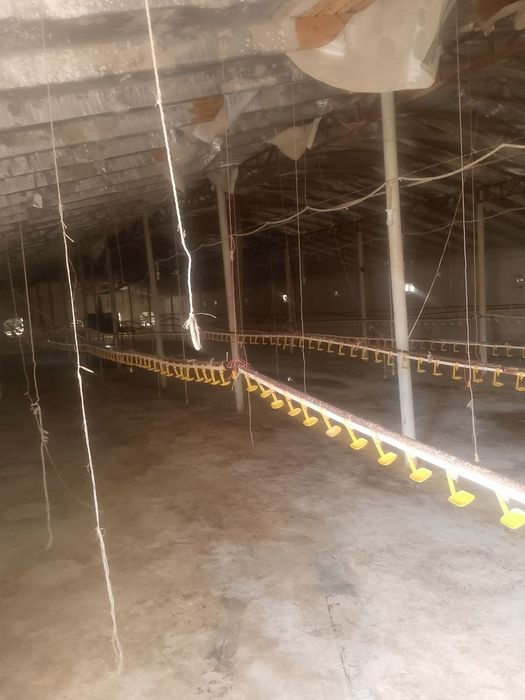 Broller Tovuq boqish uchun Tovuq hona Ijaraga beriladi