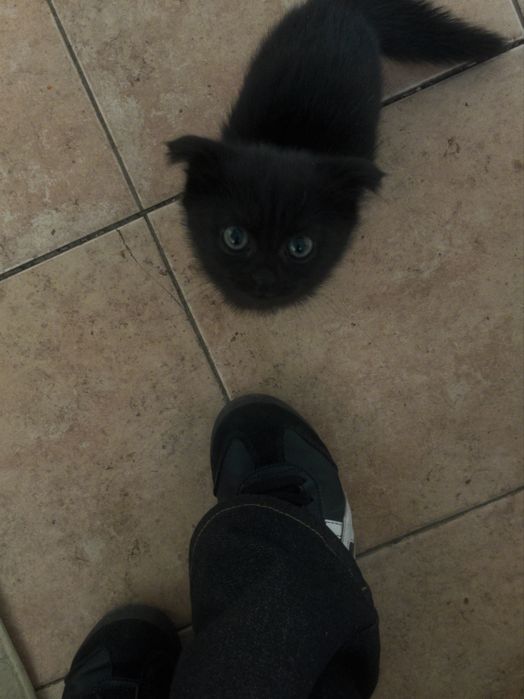 Породистий котенок