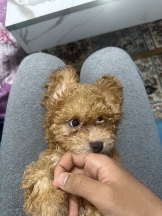 Пудел каралевский.