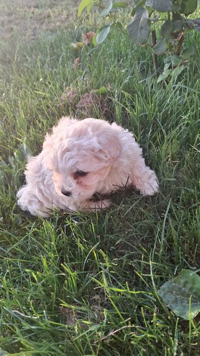 Bichon maltez pui