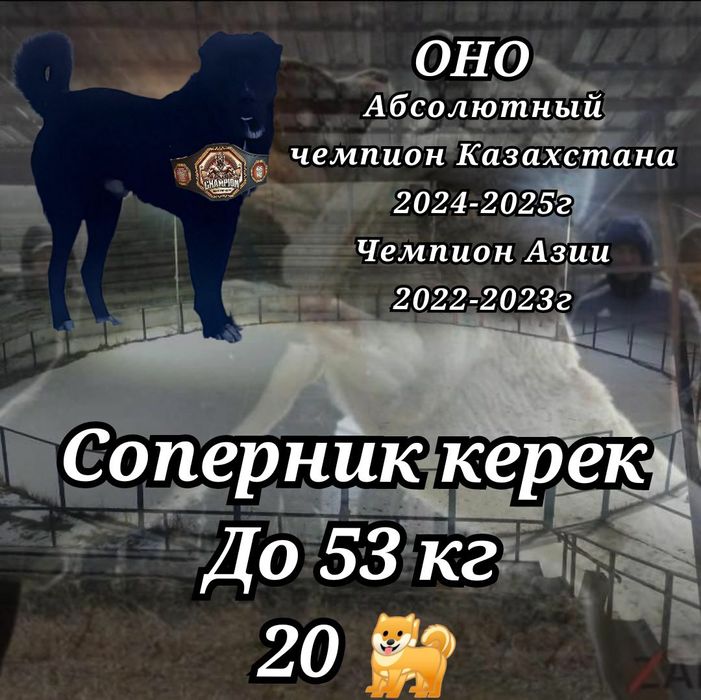 Продам щенка Алабая