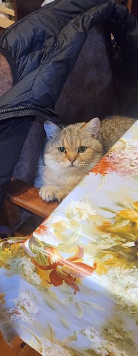 Кот для вязки породистый золотистая шиншилла шотландская