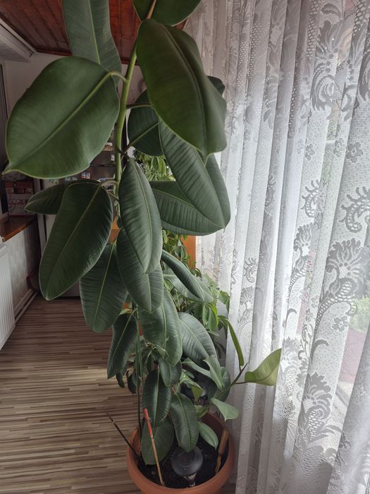 Floare de balcon