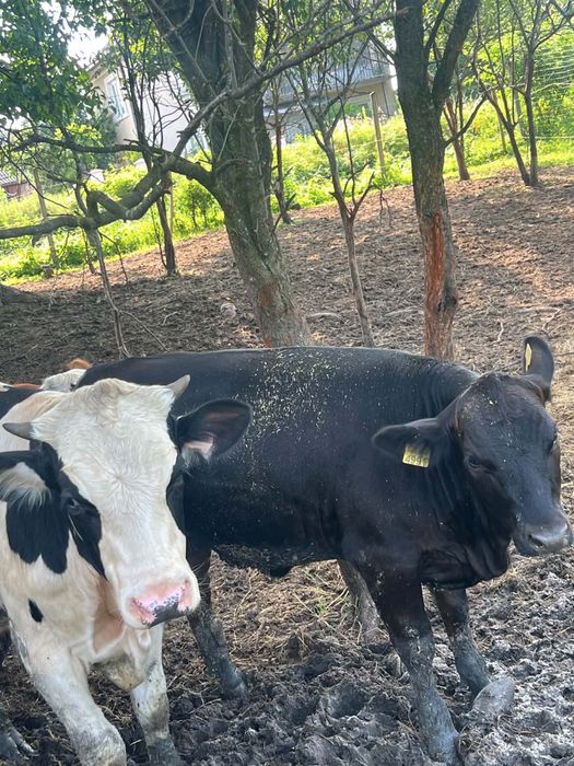 4 vitele , 2 bălțată si 2 angus