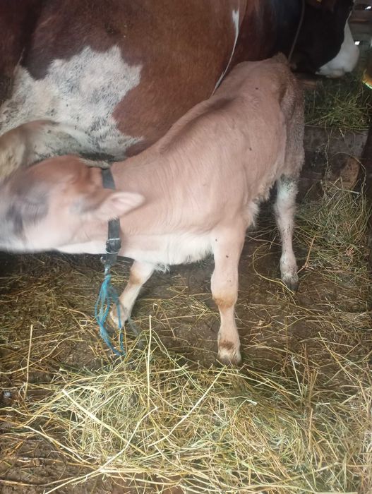Vițelușă e vânzare vârstă 7 săptămâni