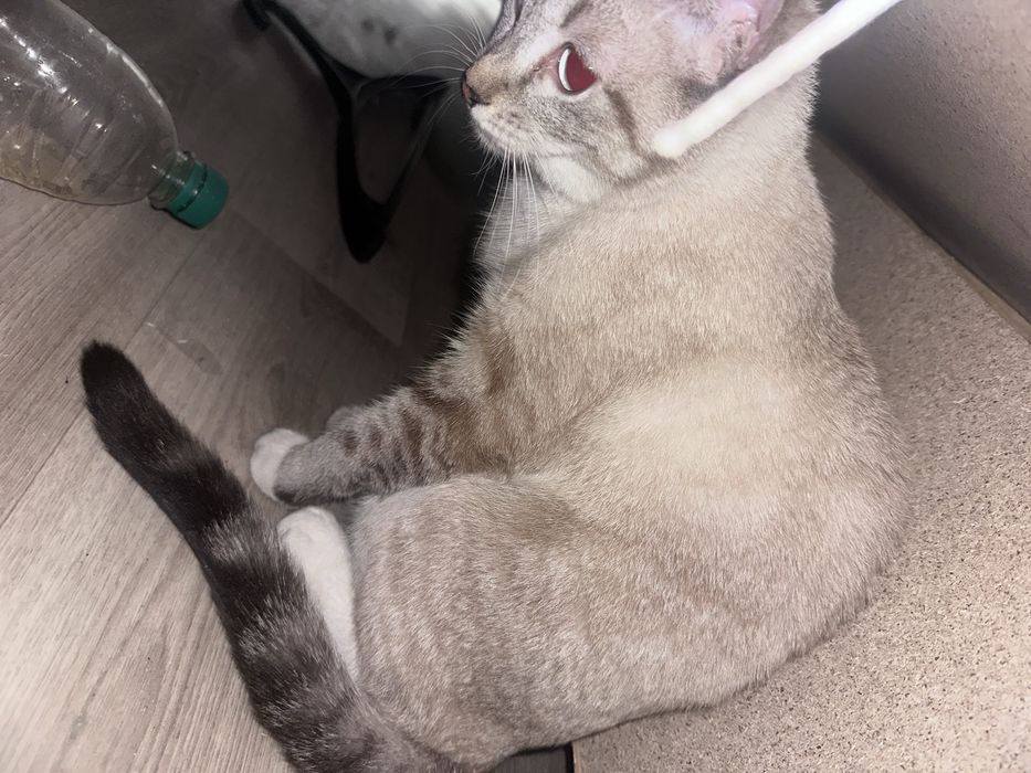 Отдам кошку.