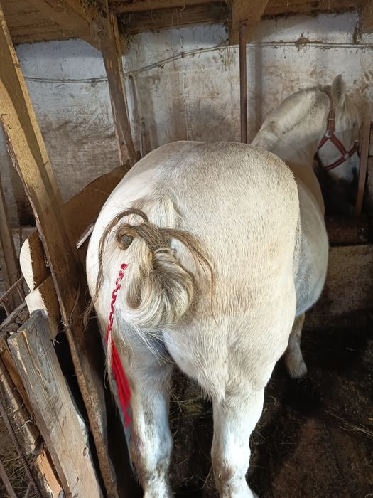 De vânzare relații la telefon