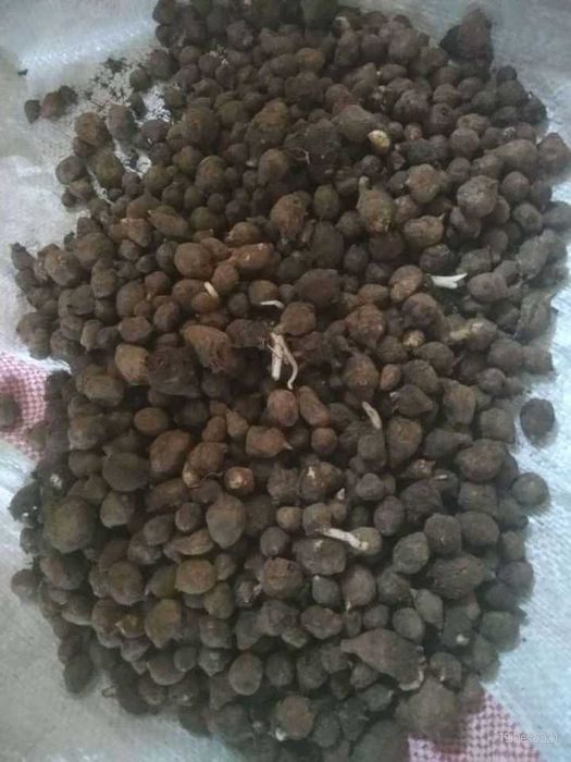 Продам луковицу алаказия вариегатный