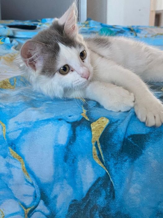 Котенык коасивыи