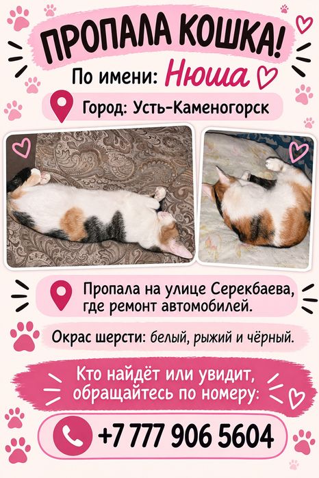 Пропала кошка нюша