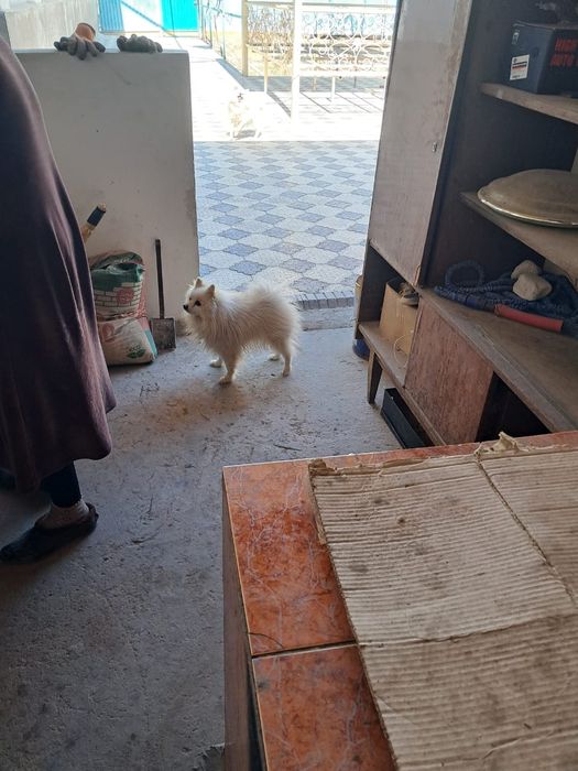 Шпиц таза канды герма